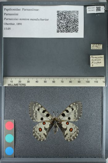 Media type: image;   Entomology 174971